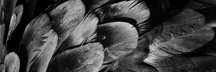 Feathers texture