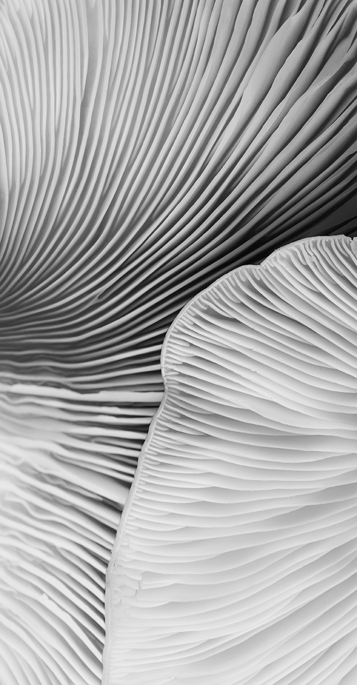 Mushroom texture