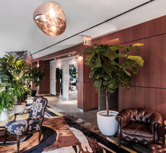 a luxurious seating area with a brown leather chair and a large fig plant next to it.