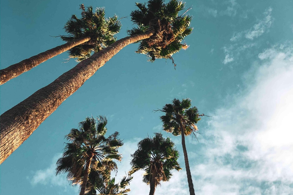 Palm trees with a blue sky behind them